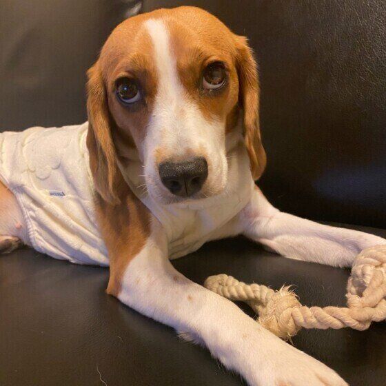 まったりとくつろぐビーグル