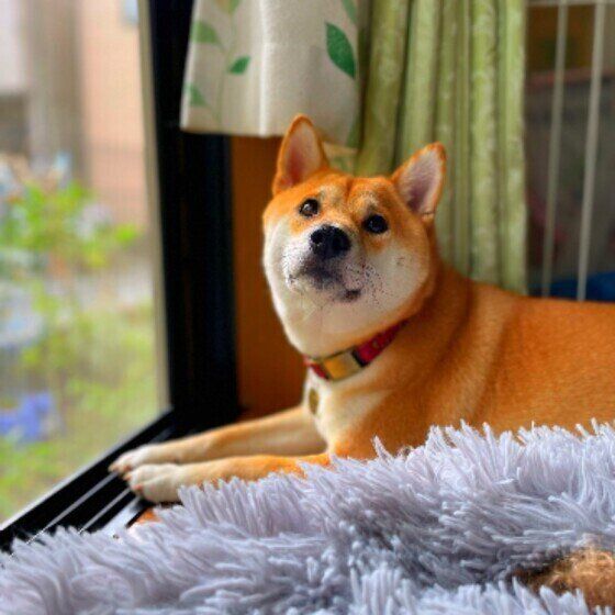 まったりする柴犬