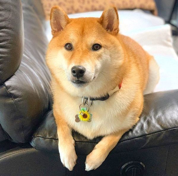 定位置でくつろぐ柴犬