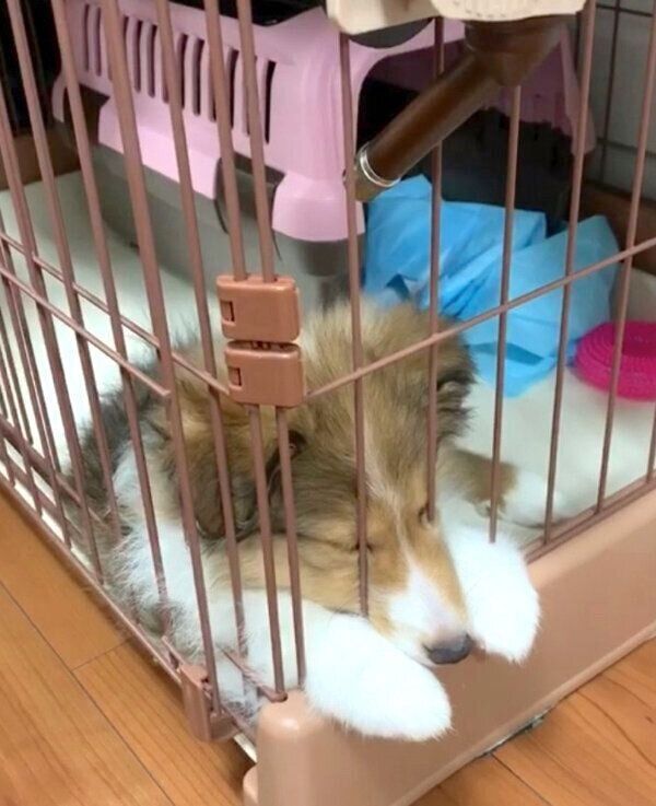 お水を飲んでそのまま寝てしまったリリーちゃん