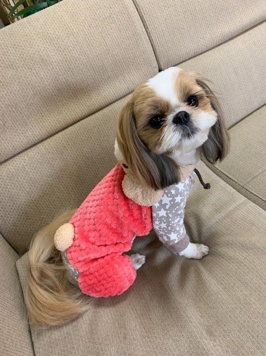 赤い服着たシー・ズー