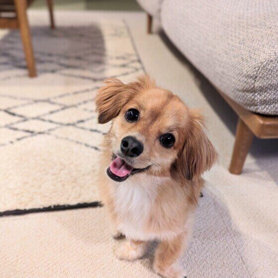 犬が神対応と塩対応をする？ 人によって犬の態度が異なるときの対応 いぬのきもち