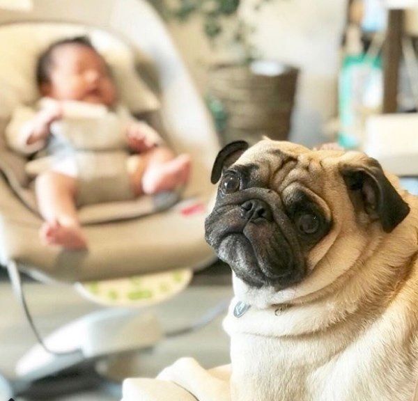 パグのおまめちゃん