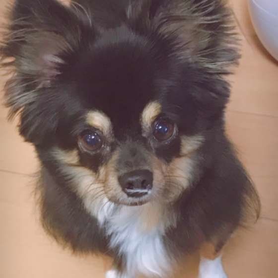 犬の チャイム吠え 専門家それぞれの立場からの対処法 いぬのきもちweb Magazine