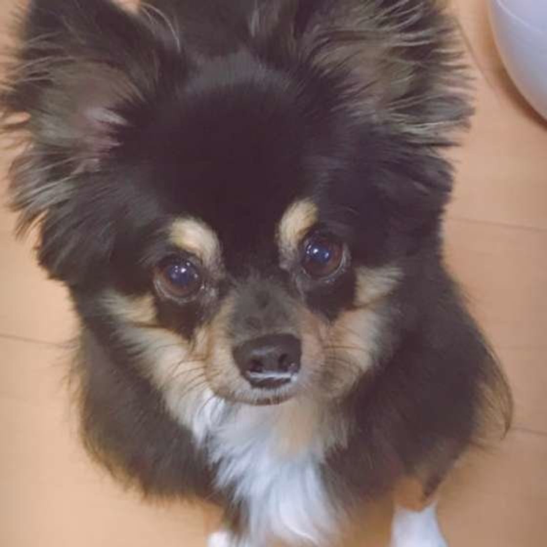 犬の チャイム吠え 専門家それぞれの立場からの対処法 いぬのきもちweb Magazine 犬の チャイム吠え 専門家それぞれの立場からの対処法 いぬのきもちweb Magazine