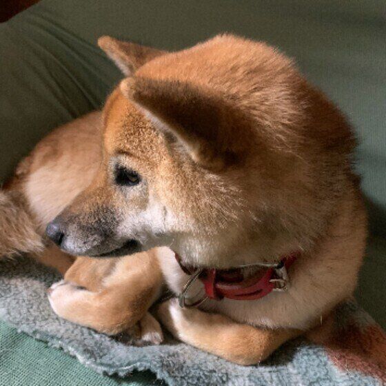 何を考えているの 犬の無表情 なときの気持ちとは いぬのきもちweb Magazine