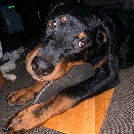 ロットワイラーのBACKSくん