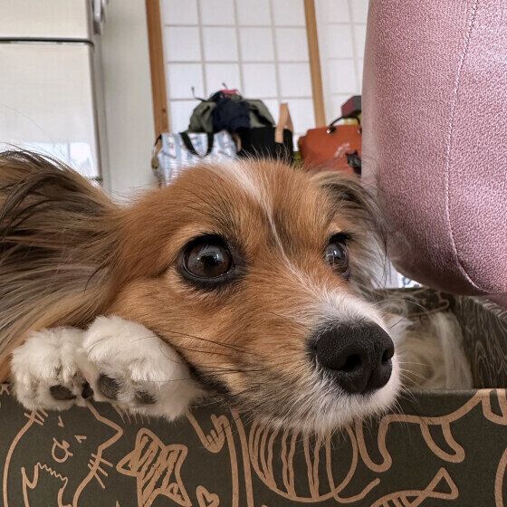 パピヨン　あご乗せ