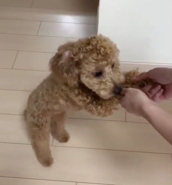 歩くトイ・プードル