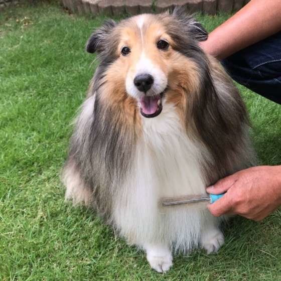 愛犬のお世話は家族でみんなで お世話の シェア のアイデアをご紹介 いぬのきもちweb Magazine