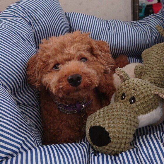 愛犬のベッドや敷物は洗っている? 犬の寝床のお手入れ方法とは いぬのきもち