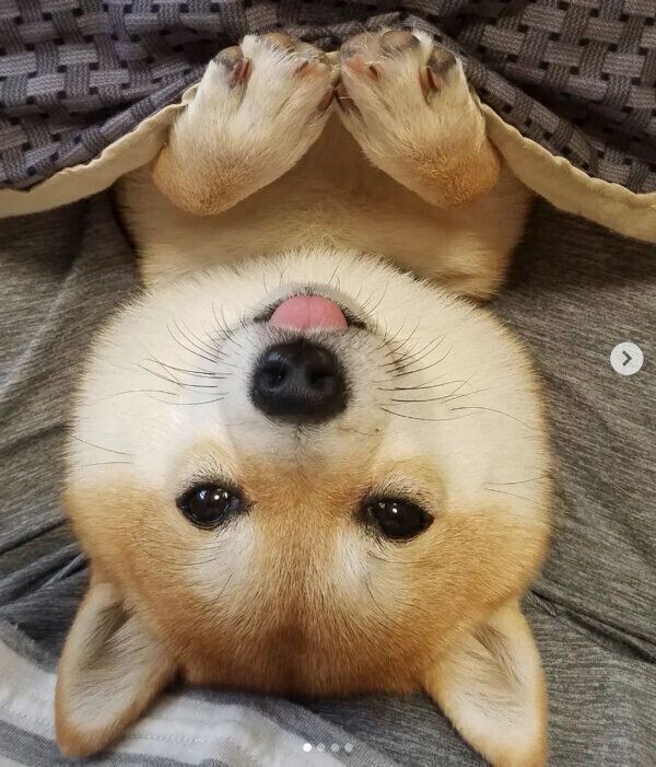 くつろぐ豆助くん