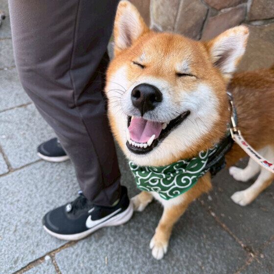 唐草模様のバンダナをつけた柴犬