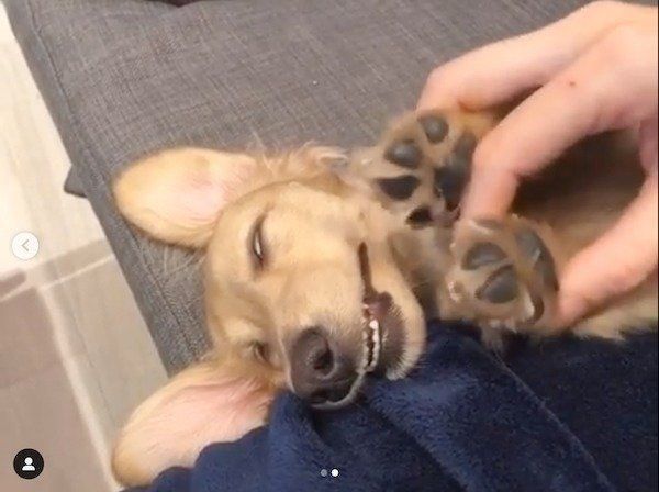 寝顔がすごすぎるカニーンヘン・ダックスフンド