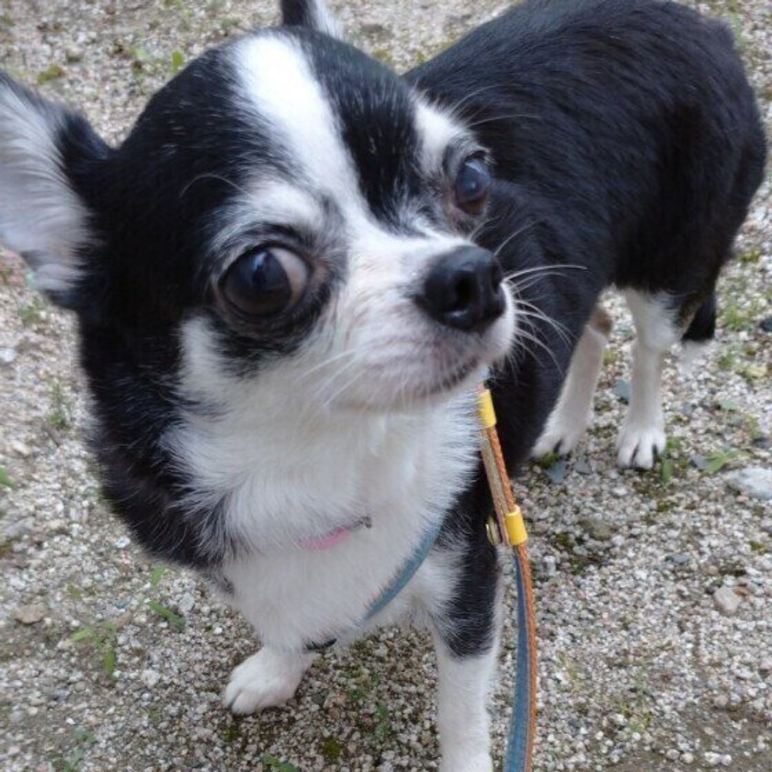 犬が飼い主さんの頭をペロペロとなめるのはなぜ 獣医師に聞いた いぬのきもちweb Magazine 犬が飼い主さんの頭をペロペロとなめるのはなぜ 獣医師に聞いた いぬのきもちweb Magazine