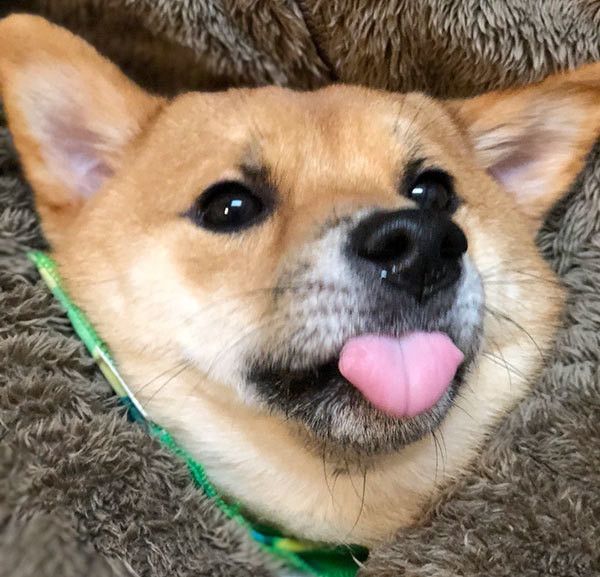 犬にはなんでもお見通し 人の言葉の理解力がすごいと明らかに いぬのきもちweb Magazine