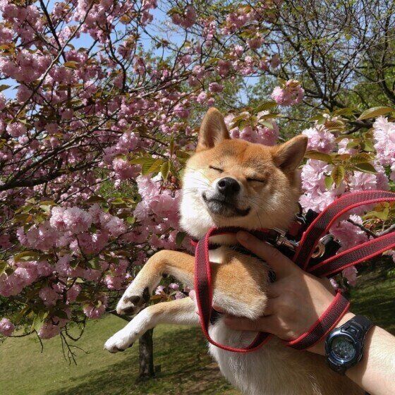 柴犬の小麦ちゃん