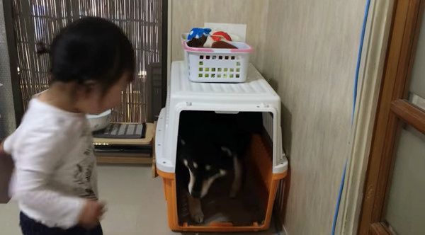 女の子と柴犬