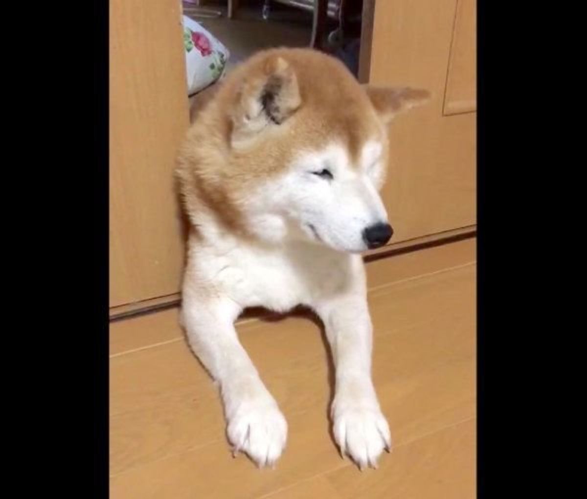 人間も犬も一緒 寝起きが ちょいブス な柴犬の表情にキュン いぬのきもちweb Magazine 人間も犬も一緒 寝起きが ちょいブス な柴犬の表情にキュン いぬのきもちweb Magazine