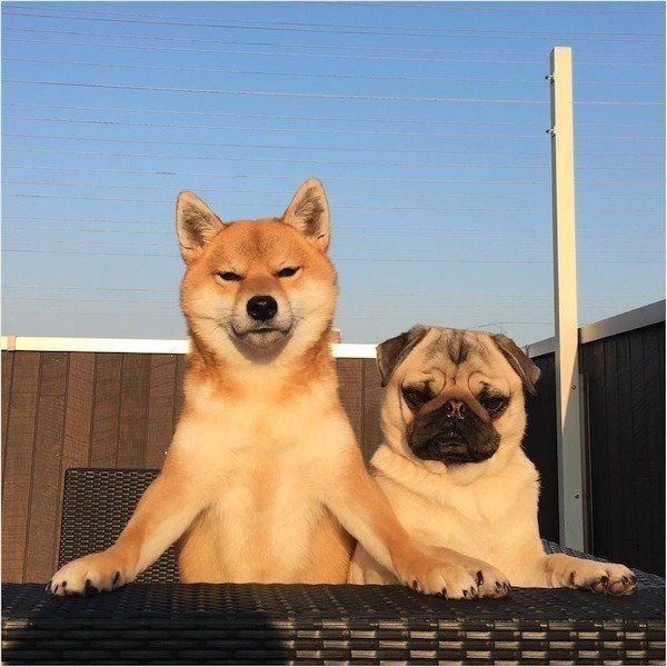 仲良しなパグと柴犬