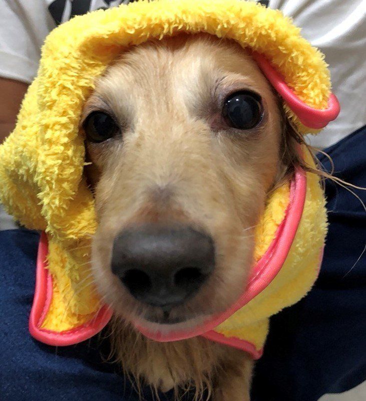 拭かれるダックス