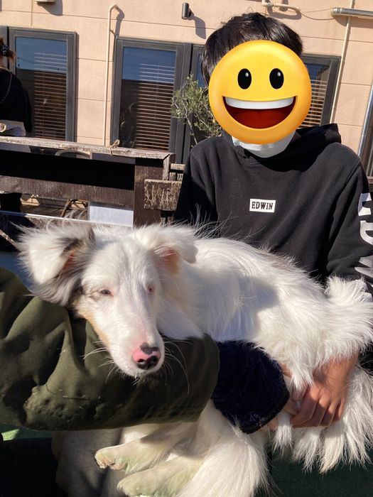 飼い主と初めて出会った日の犬