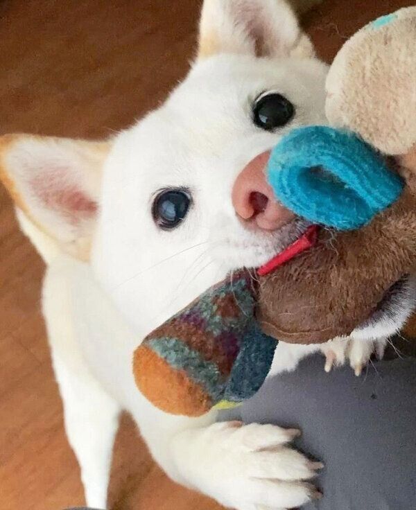 くわえたおもちゃを決して離さないブランカちゃん