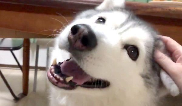 最高に可愛い表情を見せるシルビアちゃん