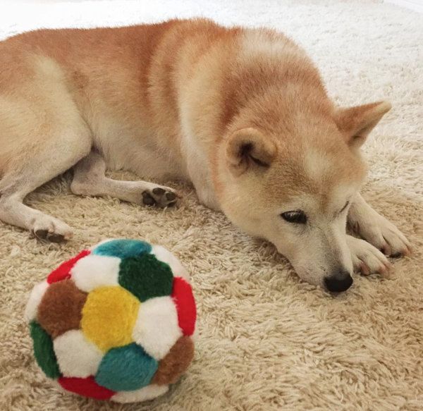 柴犬のはなちゃん