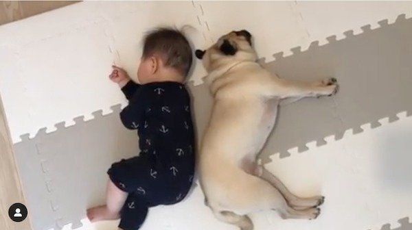 初めて添い寝したパグと赤ちゃん