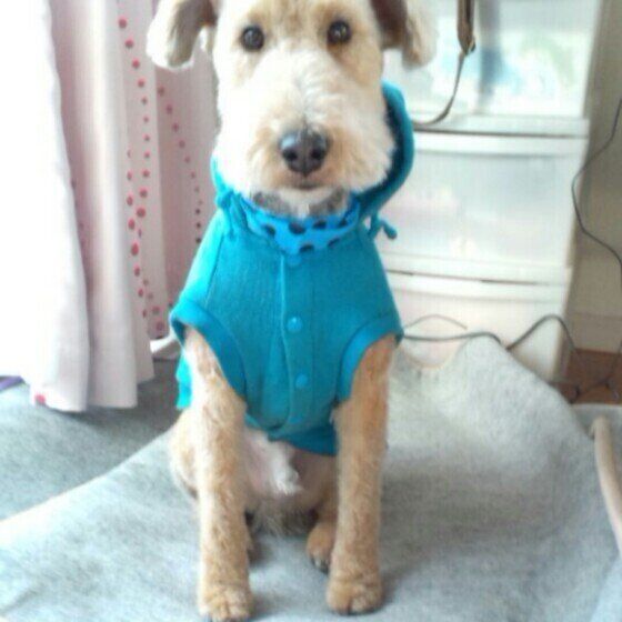 レークランド・テリア