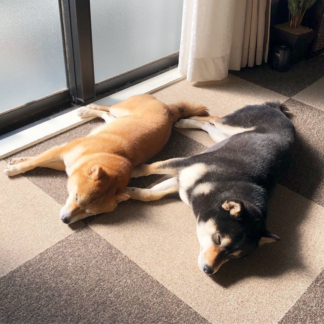 黒柴のいぶきちゃんと豆柴のはづきくん