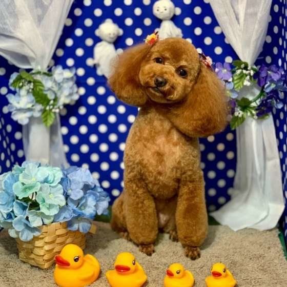 おめかししたルルちゃん