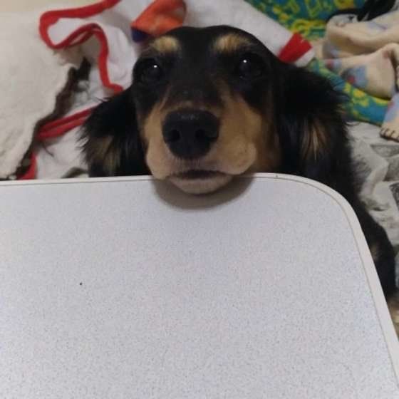 ミニチュア・ダックスフンド