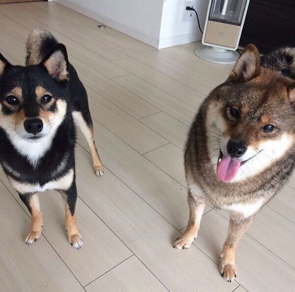 家に連れて帰ってきた初日の花ちゃんと、先住犬のあずきちゃん
