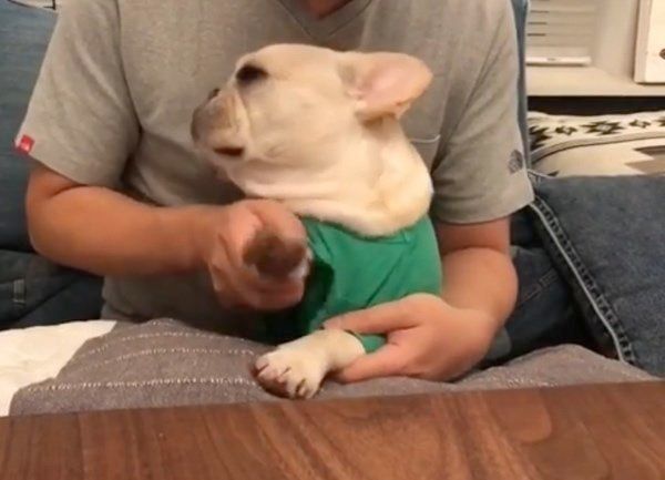 ドラムを叩くフレンチ・ブルドッグ