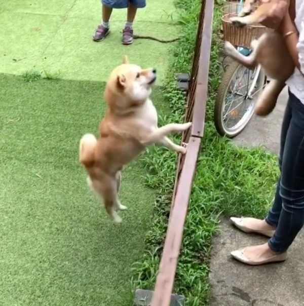 喜ぶ柴犬
