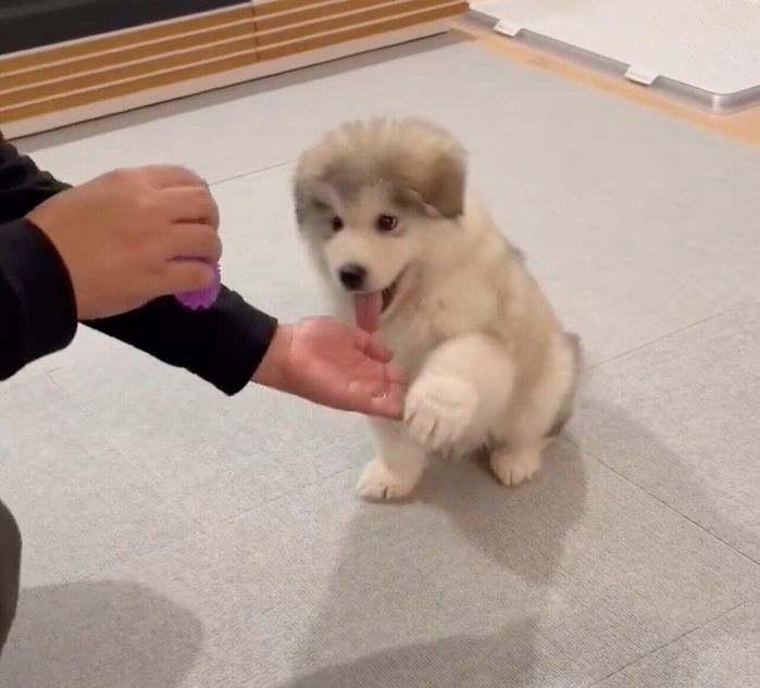 オテをするフブキくん