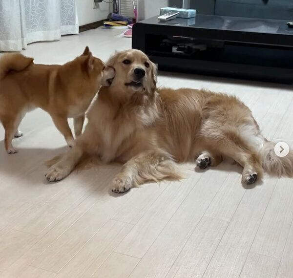 おからちゃんの耳をなめるうにくん