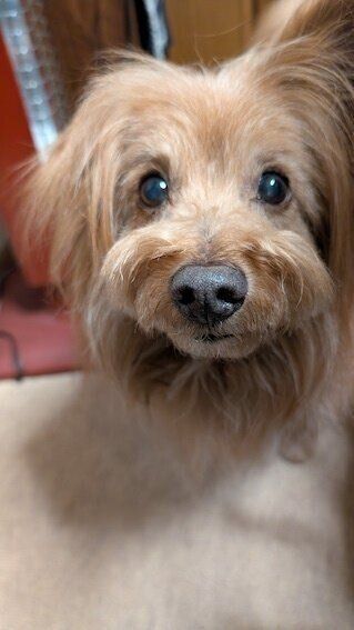 何かを期待する犬の写真