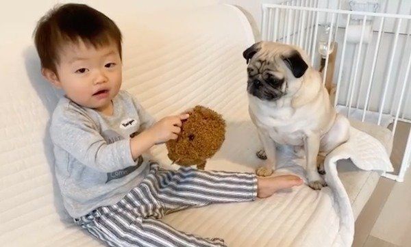 犬のおもちゃで遊ぶおとーとくんと、見守るおまめくん