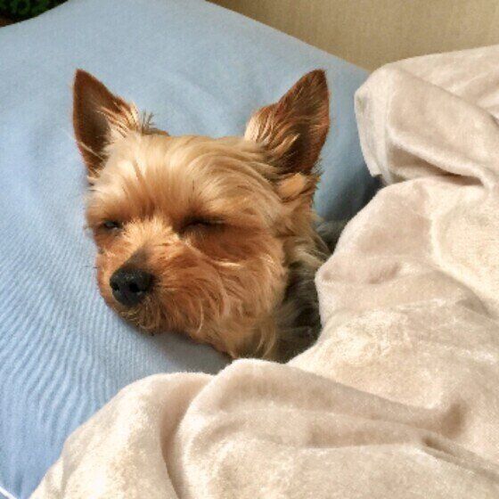 眠るヨークシャー・テリア