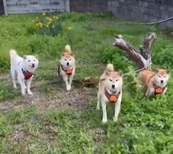 柴犬4頭の「おかえりなさい」