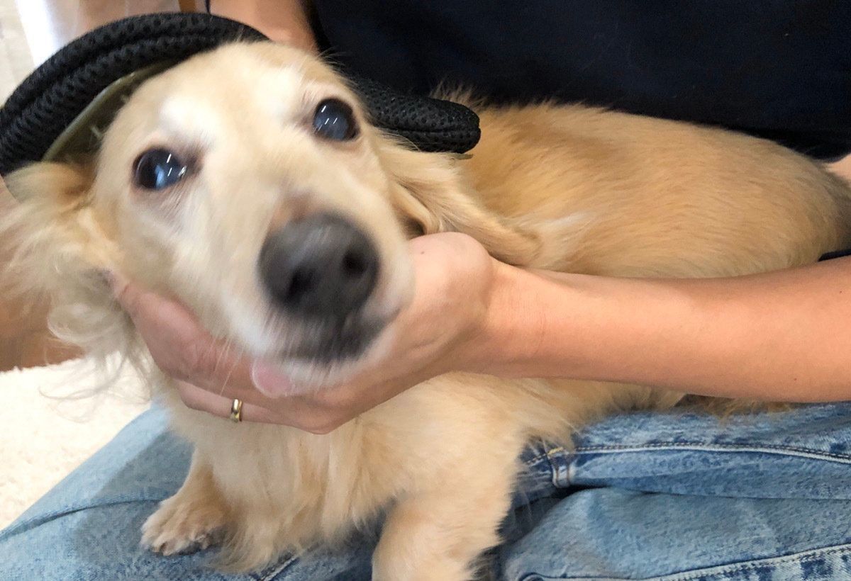 ミニチュア・ダックスフンド