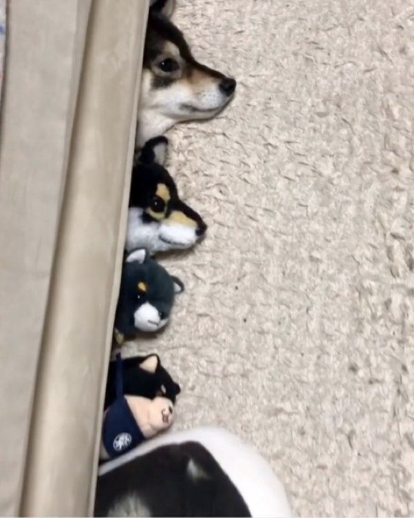 ざこ寝する豆柴