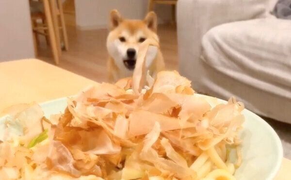焼きうどんのかつお節と戦うこてつくん