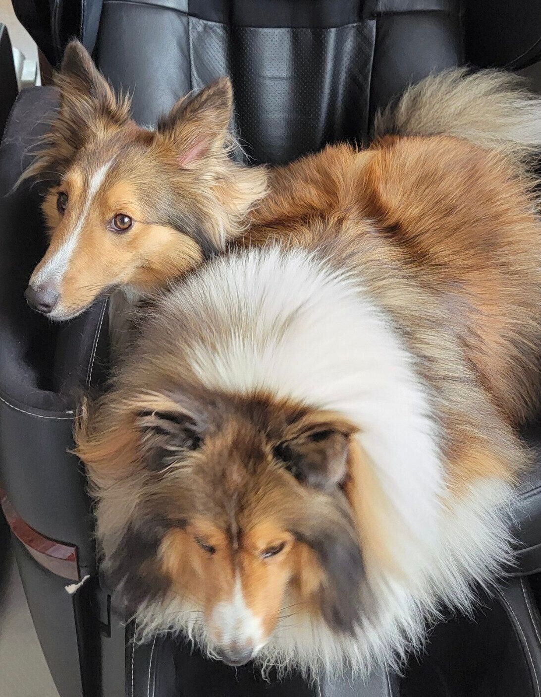 マッサージチェアでくつろぐロイくんのもとにやってきたレオくん