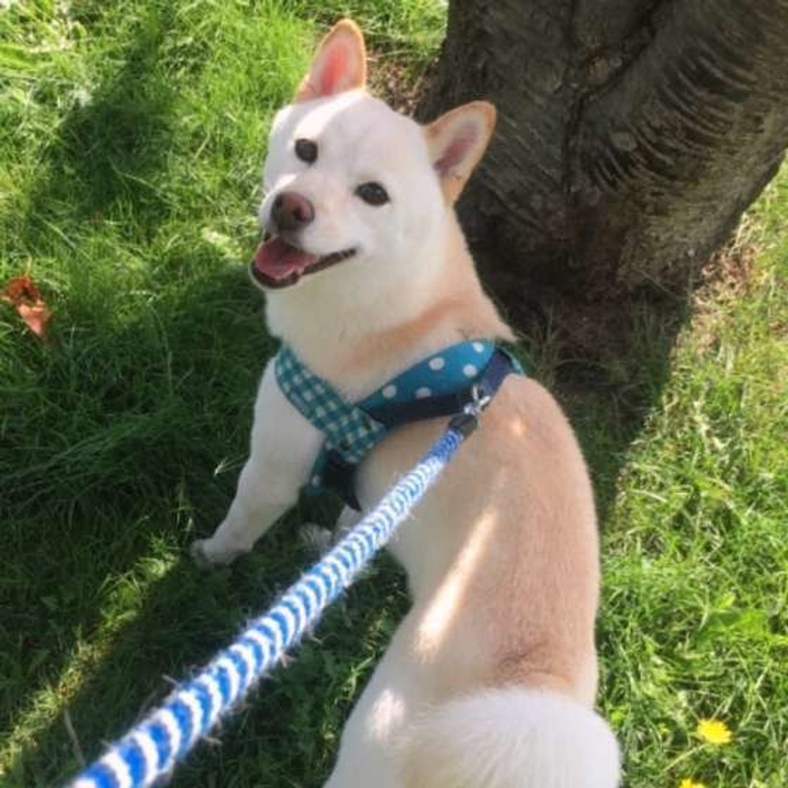 獣医師監修 犬のノミ事情 症状や予防法について解説 いぬのきもちweb Magazine 獣医師監修 犬のノミ事情 症状や予防法について解説 いぬのきもちweb Magazine