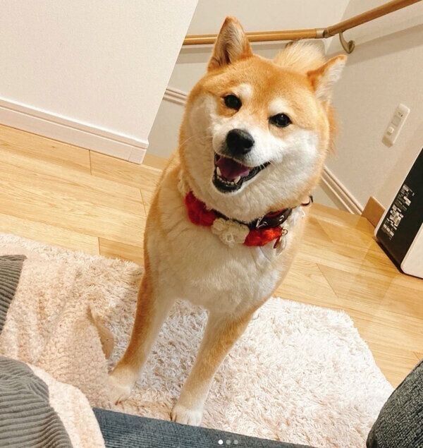 笑顔が可愛いポポちゃん