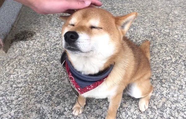 撫でられるのが好きな柴犬